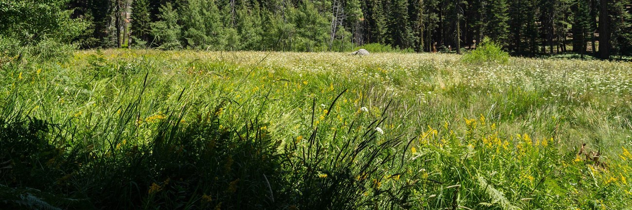 Crescent Meadow by Alison Taggart-Barone