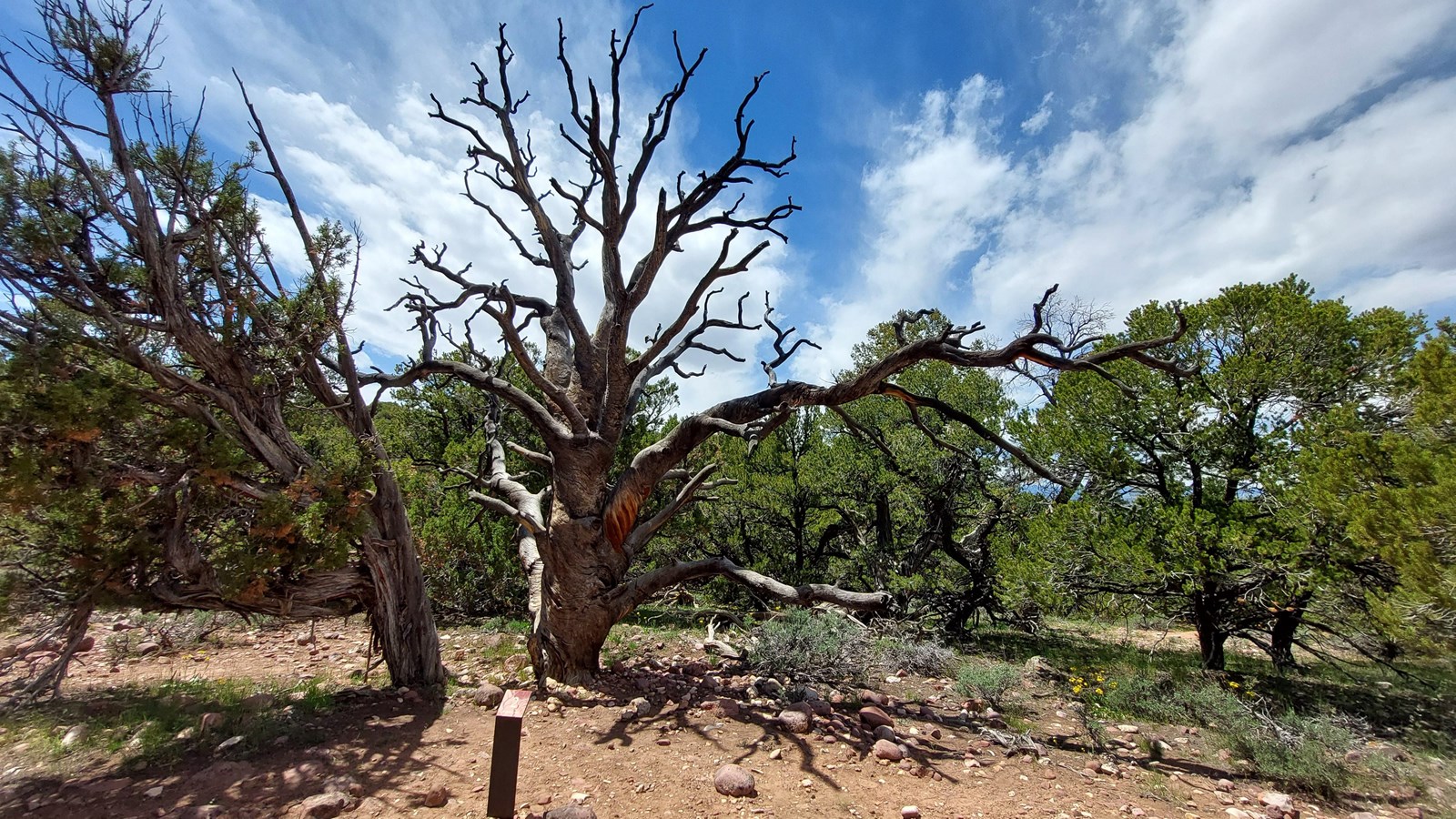 A tall dead pine tree with twisted branches.