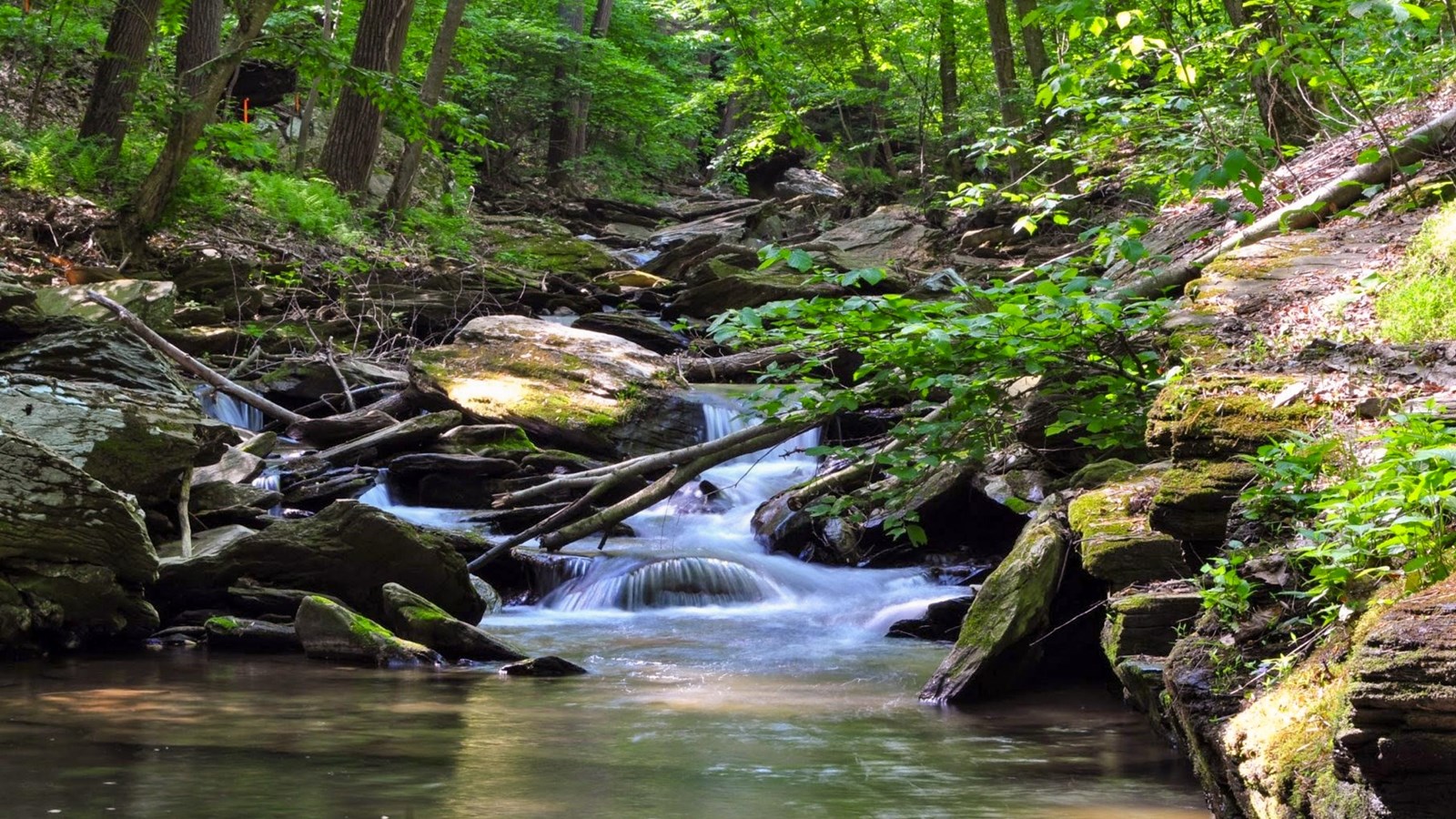 A small stream flows through a lush forest, with rocks and waterfalls surrounded by greenery.