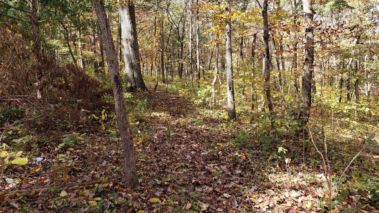 a wooded view of a trail and trees in the fall with yellows, browns and orange leaves