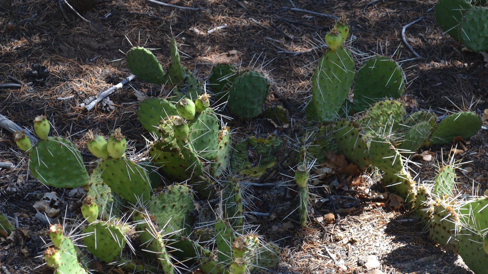 Cactus, Prickly Pear