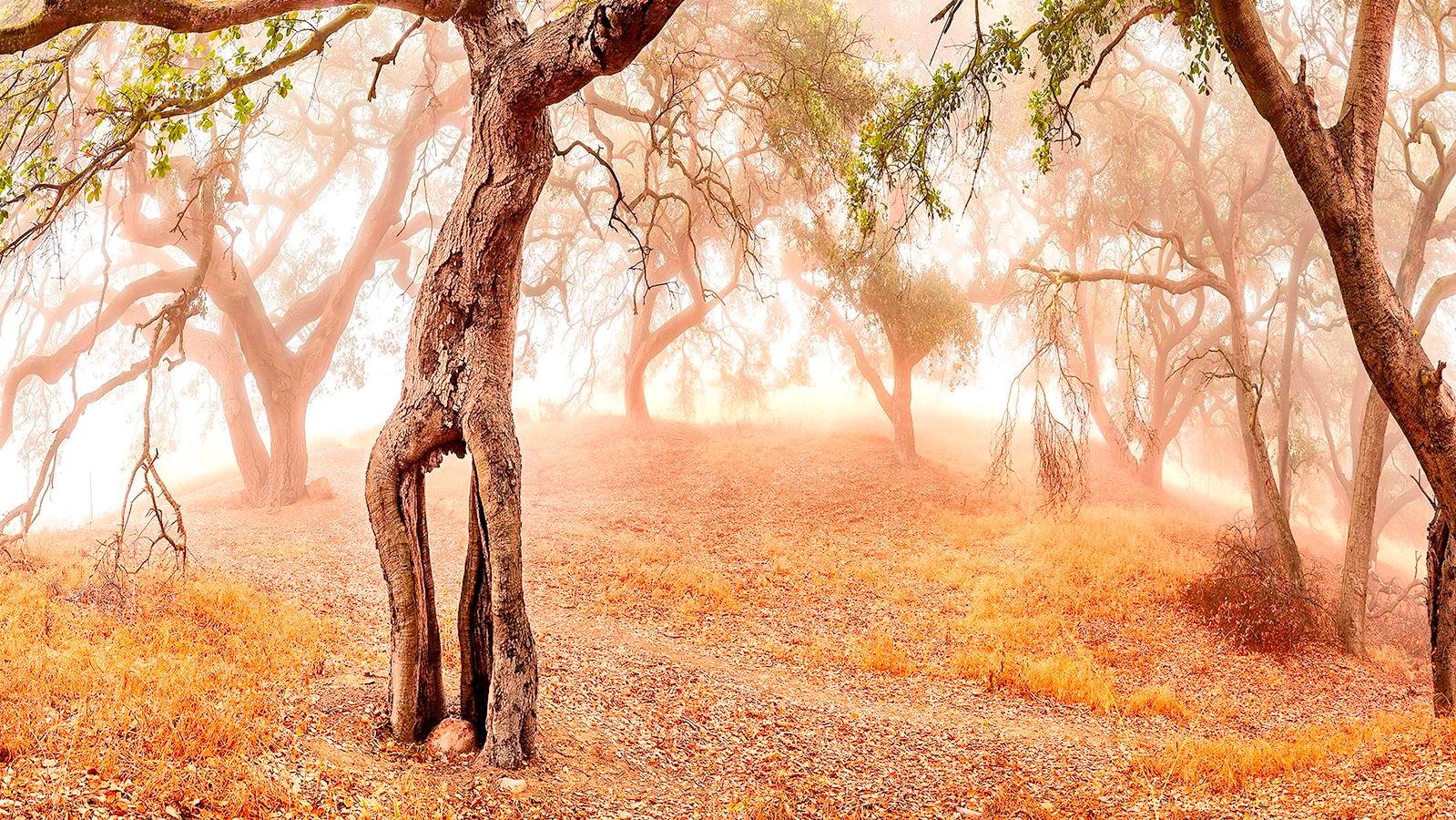 Trees standing along a trail veiled in fog.