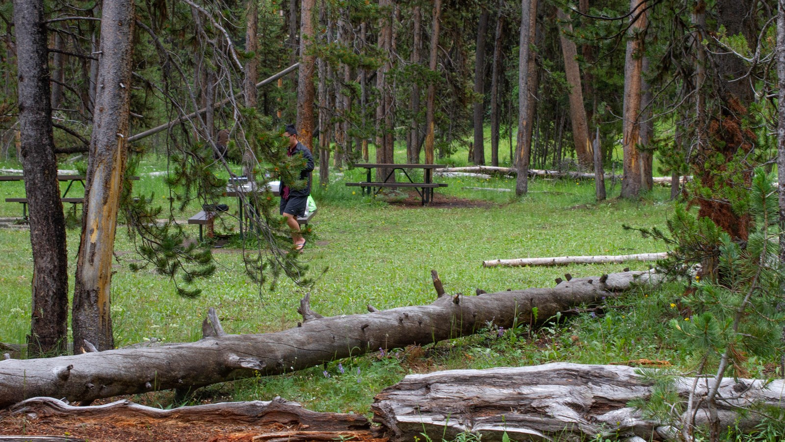 Picnic tables in a forested area