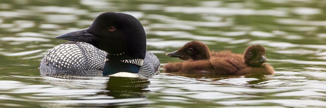 Adult loon with two chicks in lake