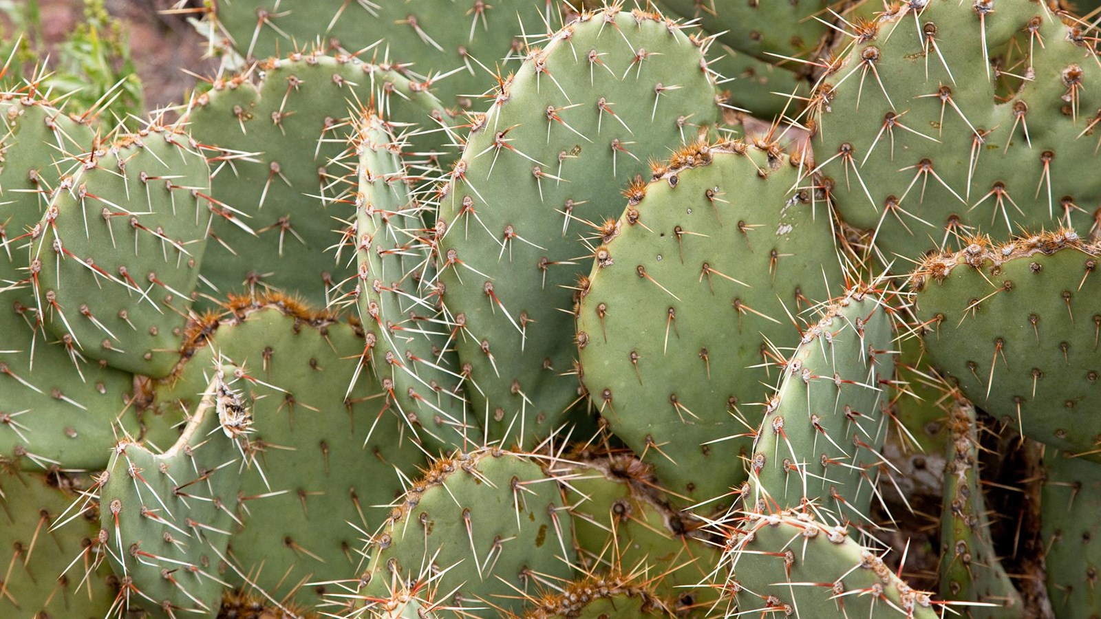 Close up photo of prickly pear pads full of spines. 