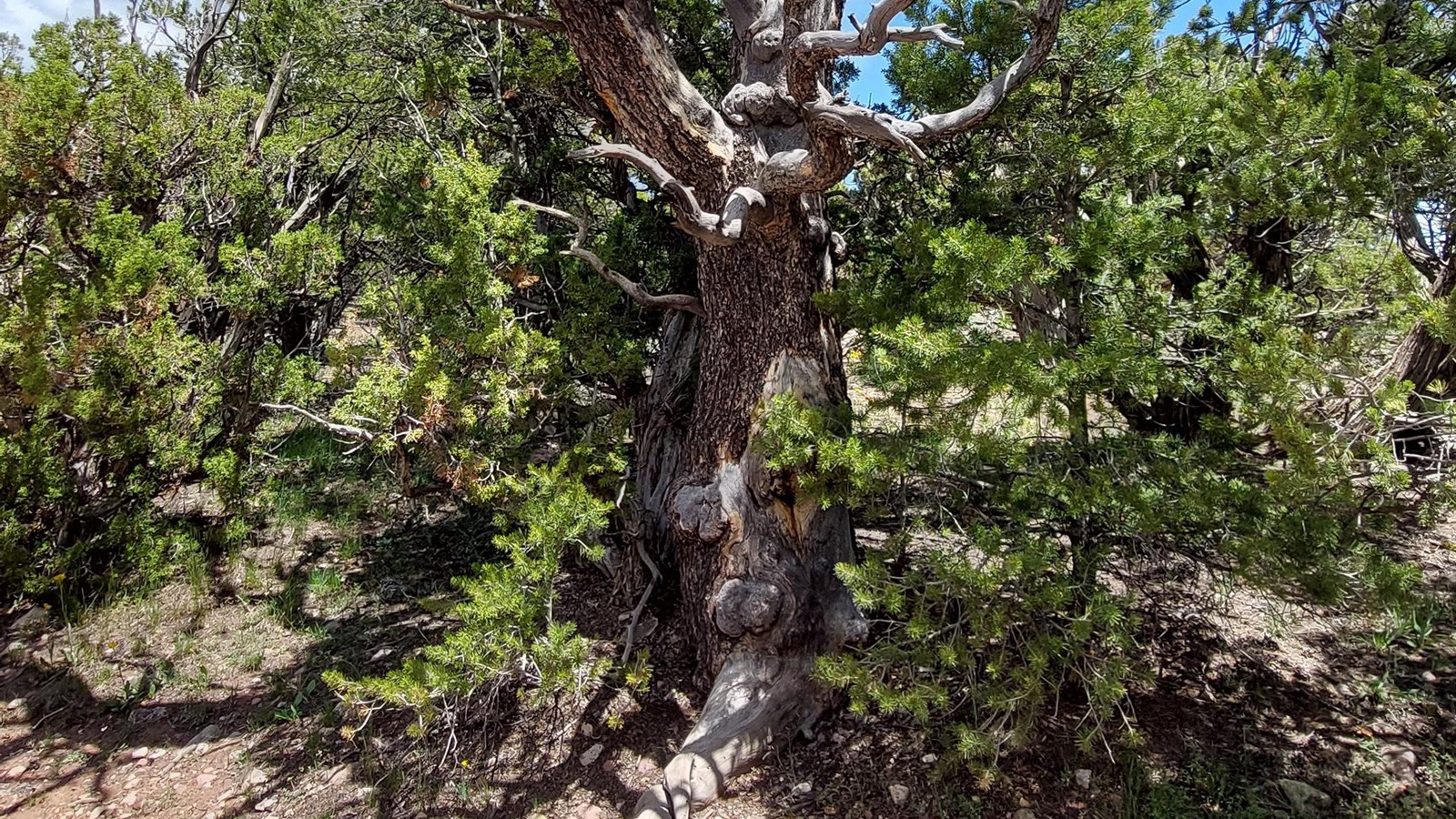 A dead pine tree with a scarred base.