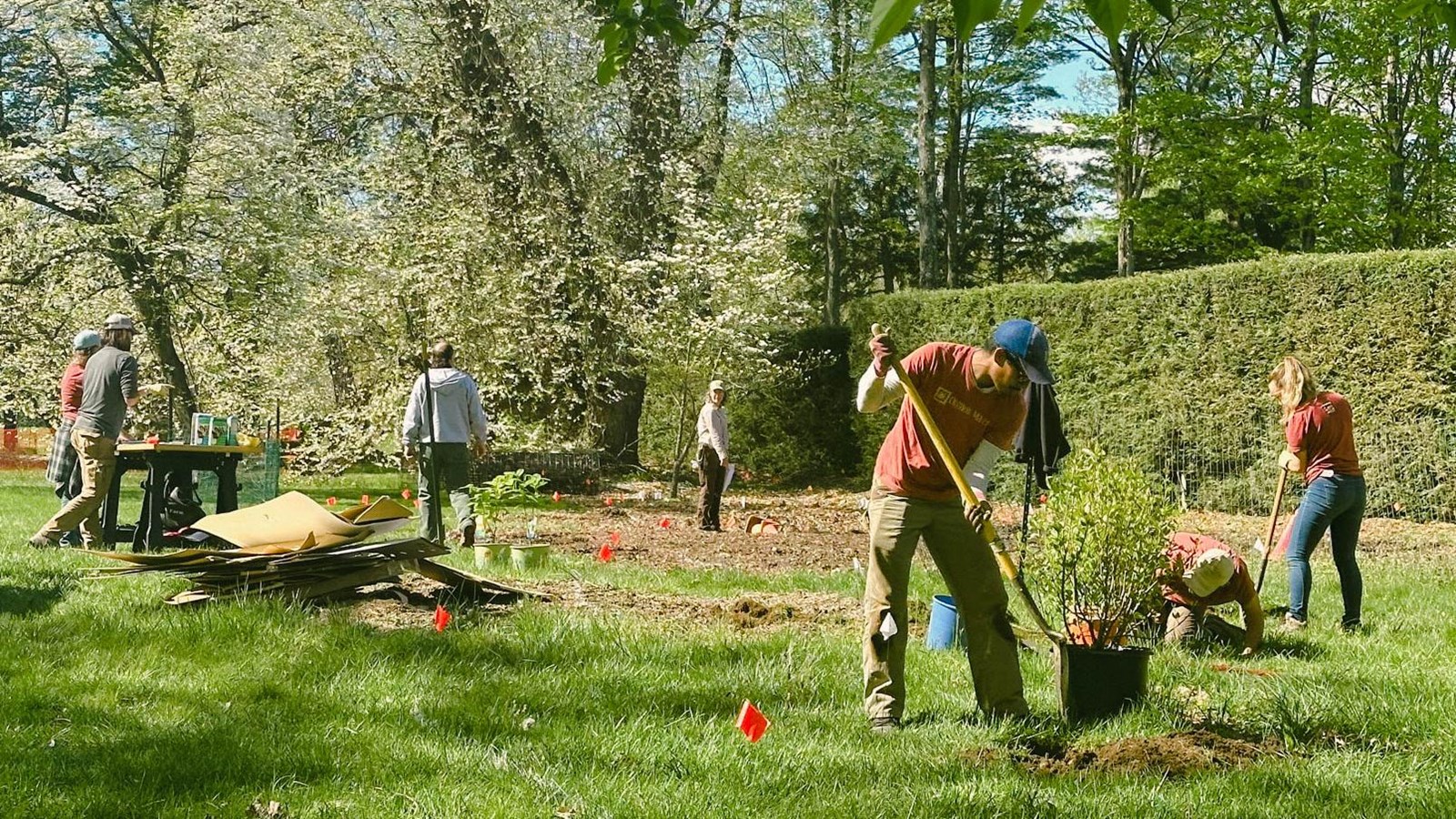 A group of people planting shrubs.