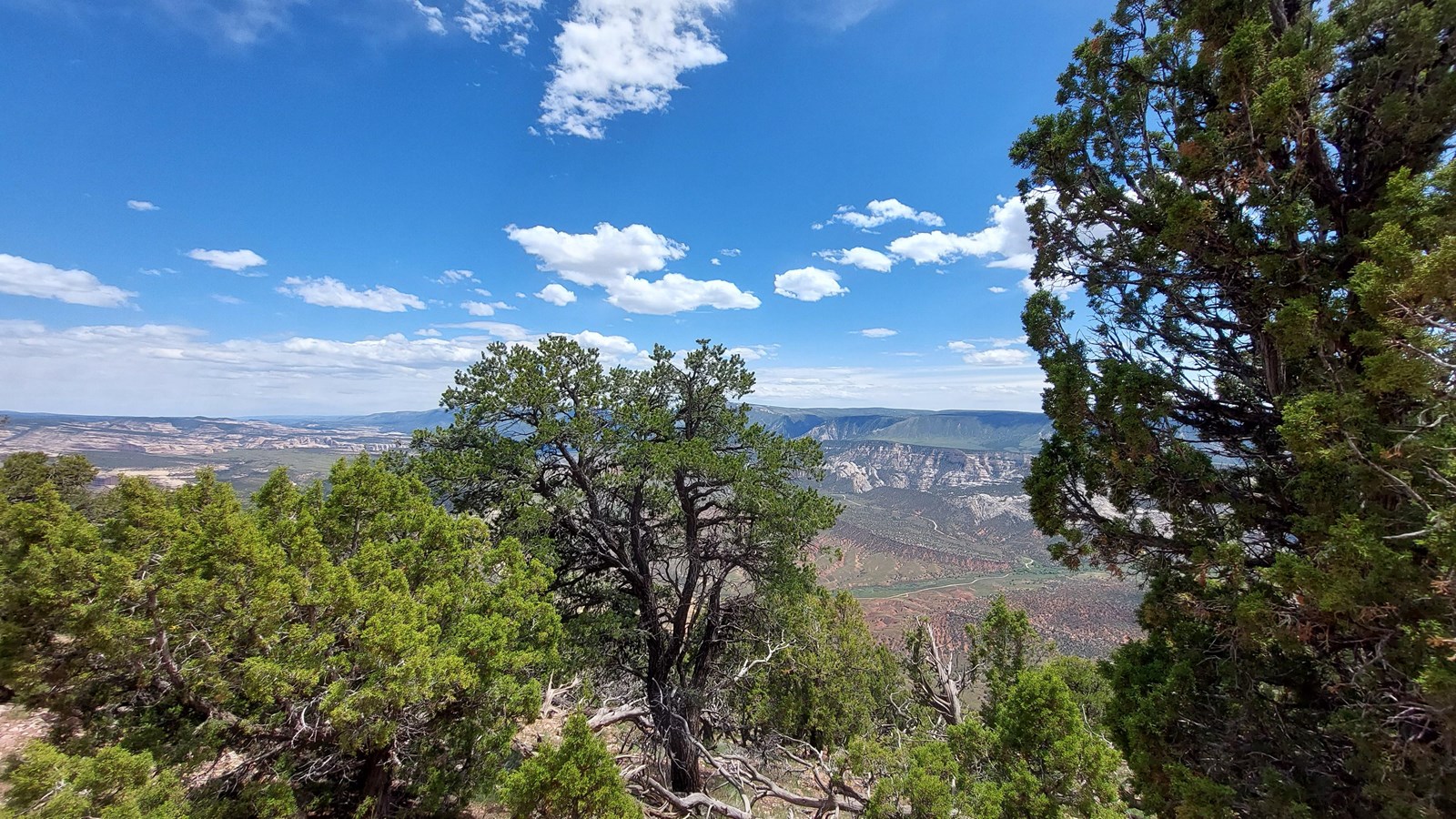 A high ridge covered in pines and junipers overlooking a canyon.