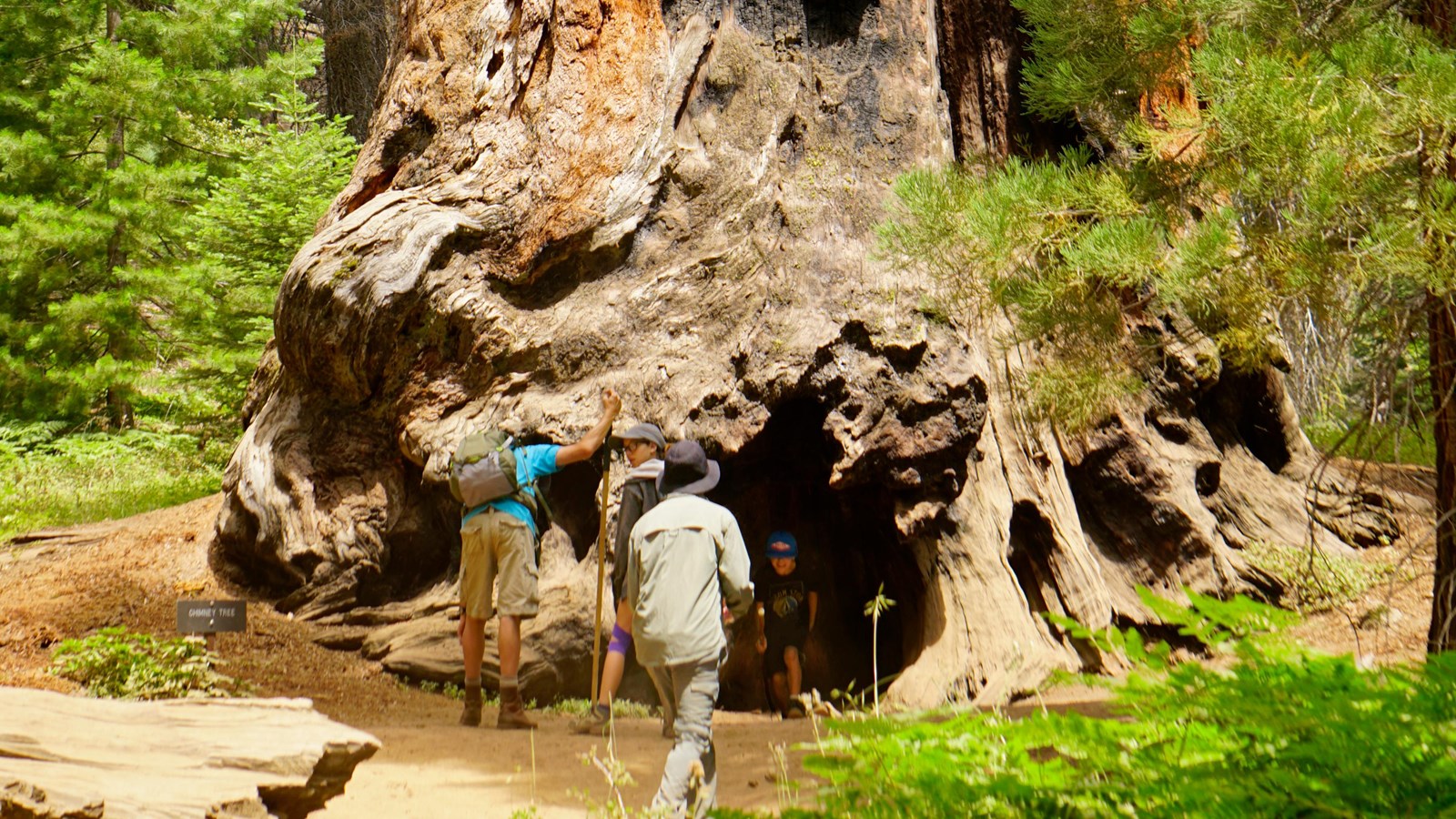 A burned out giant sequoia trunk still stands upright