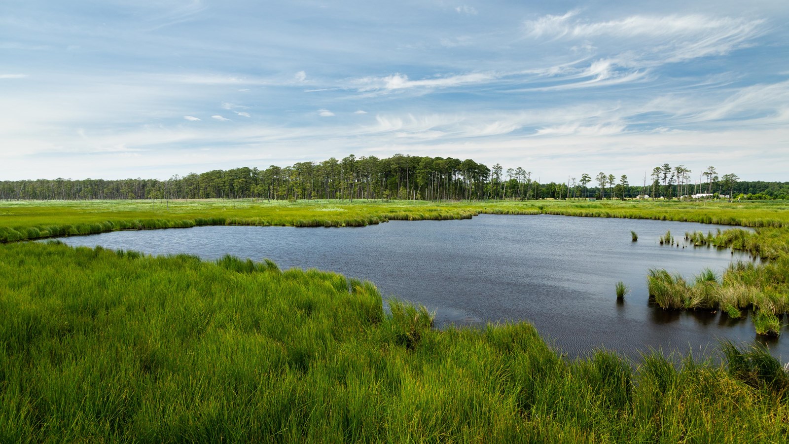 Green marsh grasses in the foreground, water in the middle-ground, and a pine forest on the horizon.