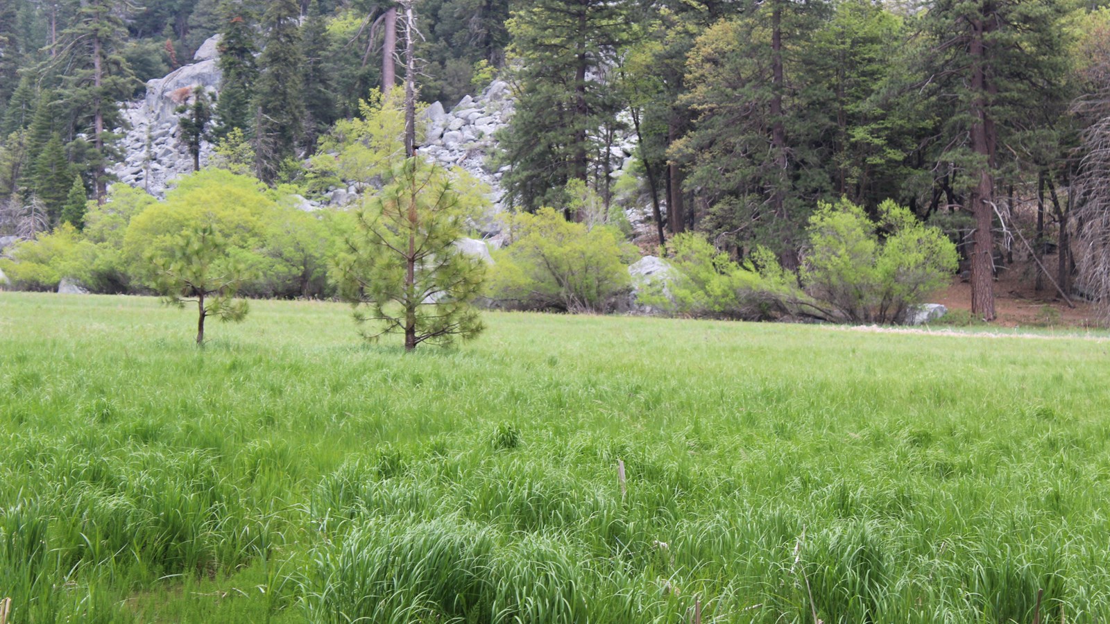 Green grass stretche across an open field behind it  large green trees and a looming grey mountain