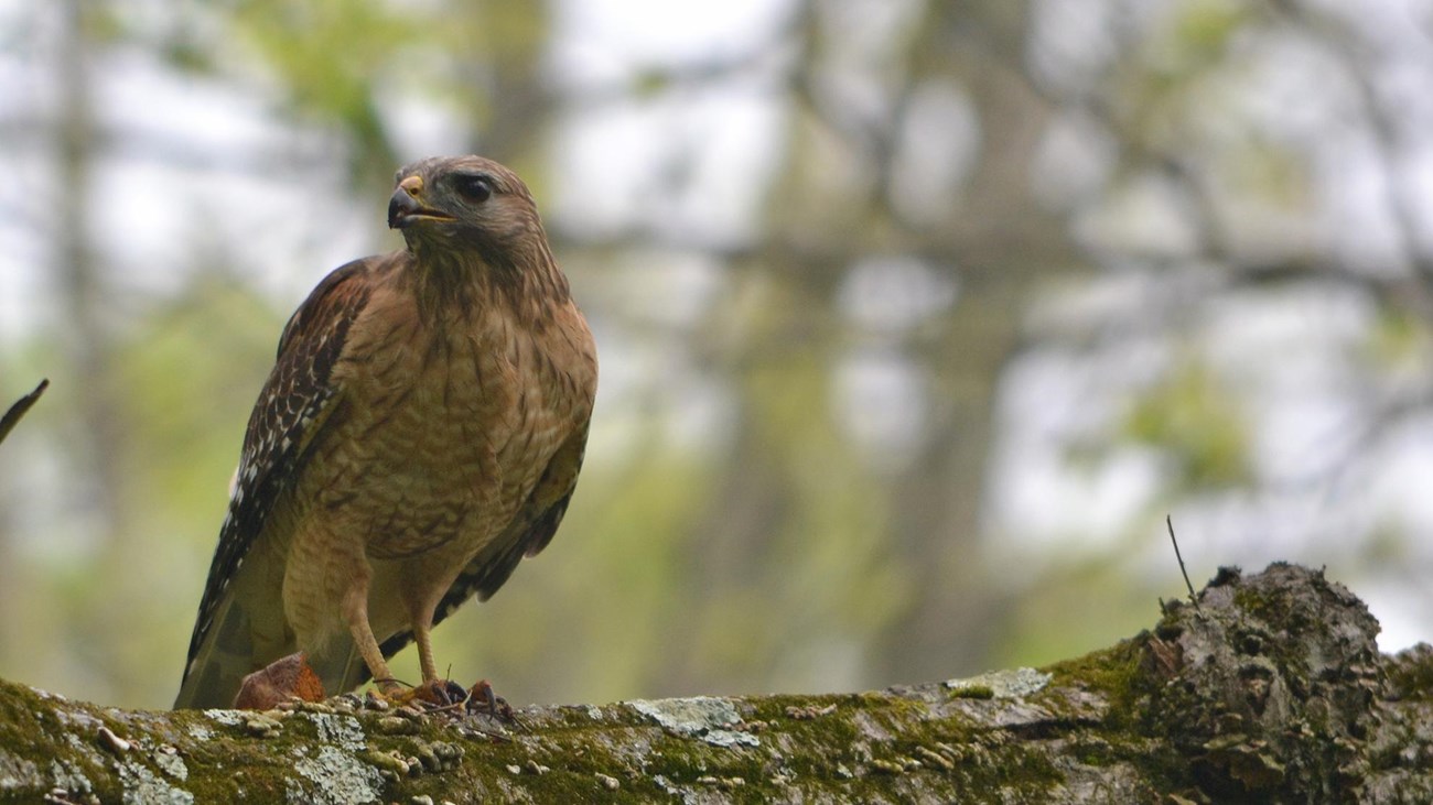 A hawk perched on the branch of a tree in a spring forest