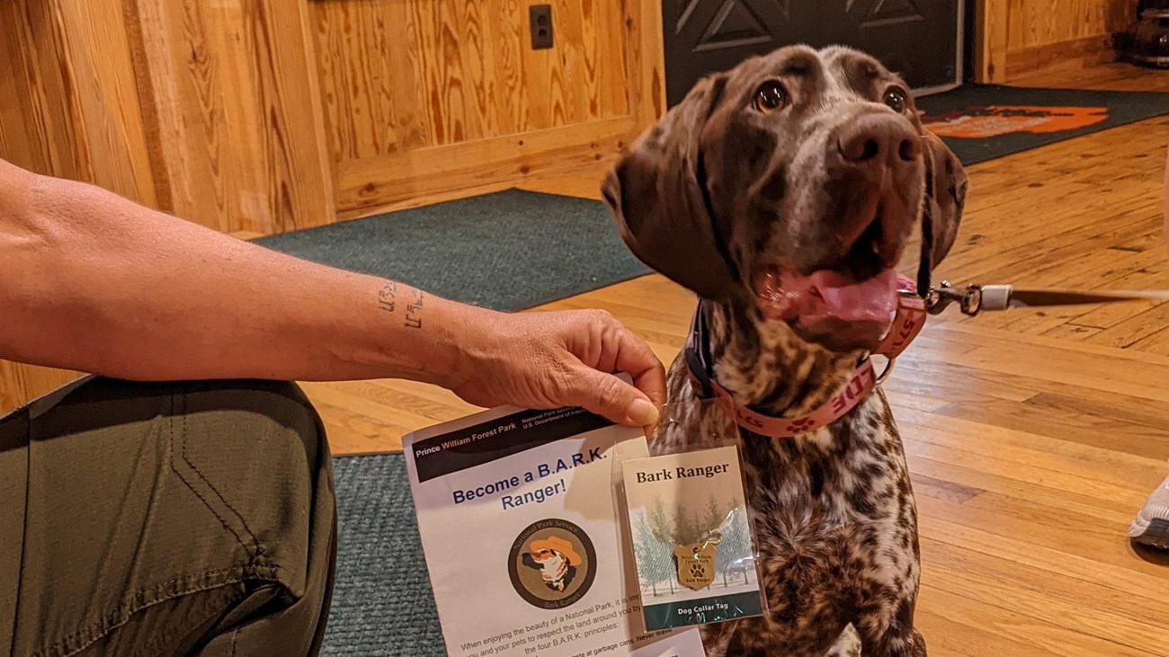 Hand holding booklet and pet tag in front of a brown and white spotted dog in the visitor center
