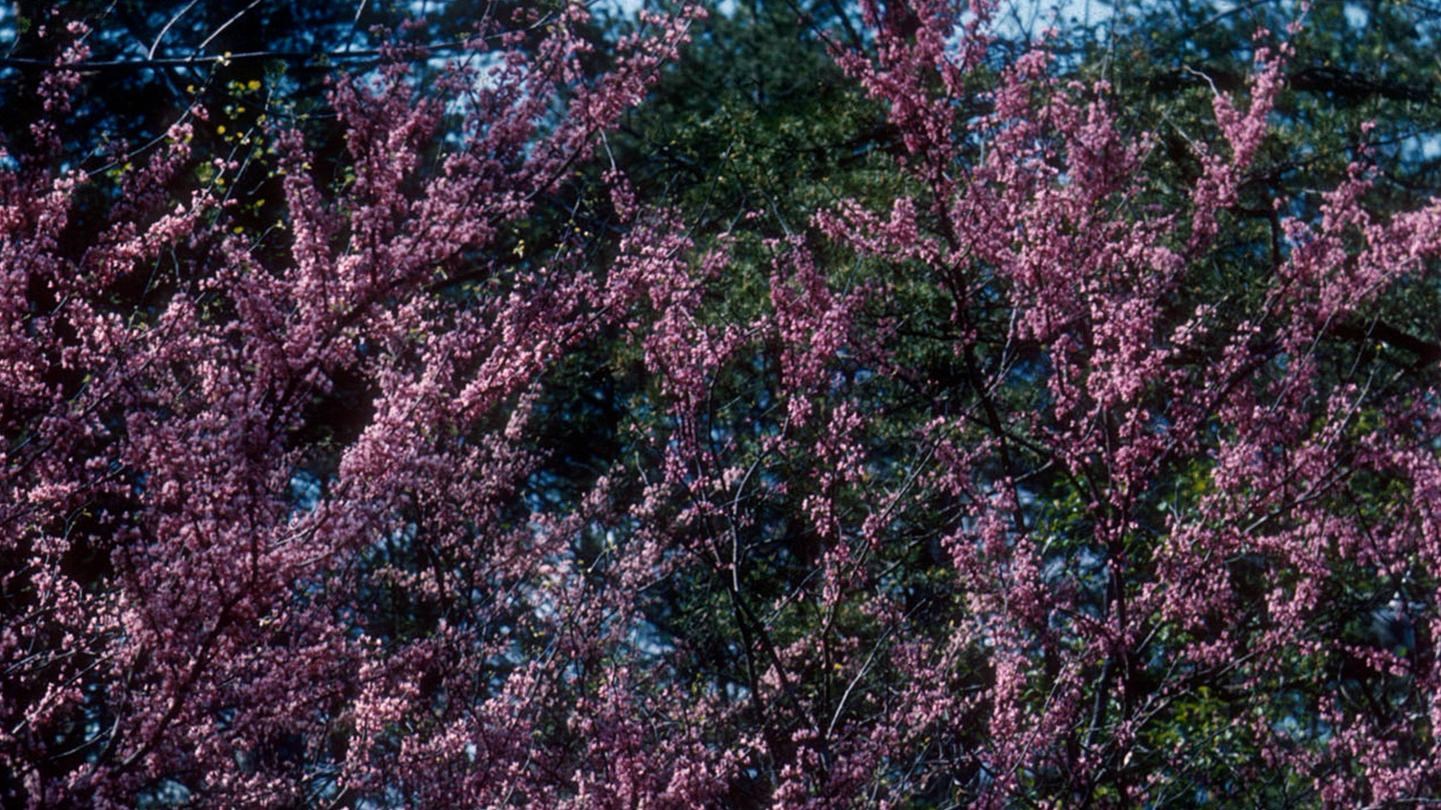 Small dark pink flowers cover the branches of the eastern redbud tree