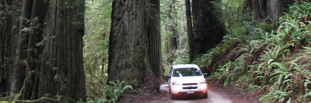 A white car drives on a dirt road wedged between redwood trees.
