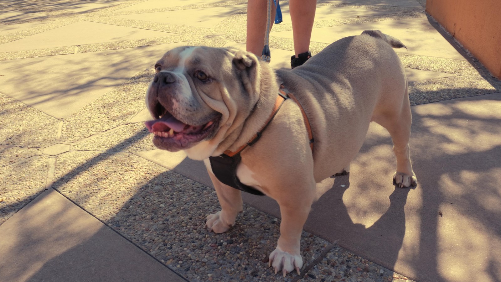 An English bulldog pants after completing the trail