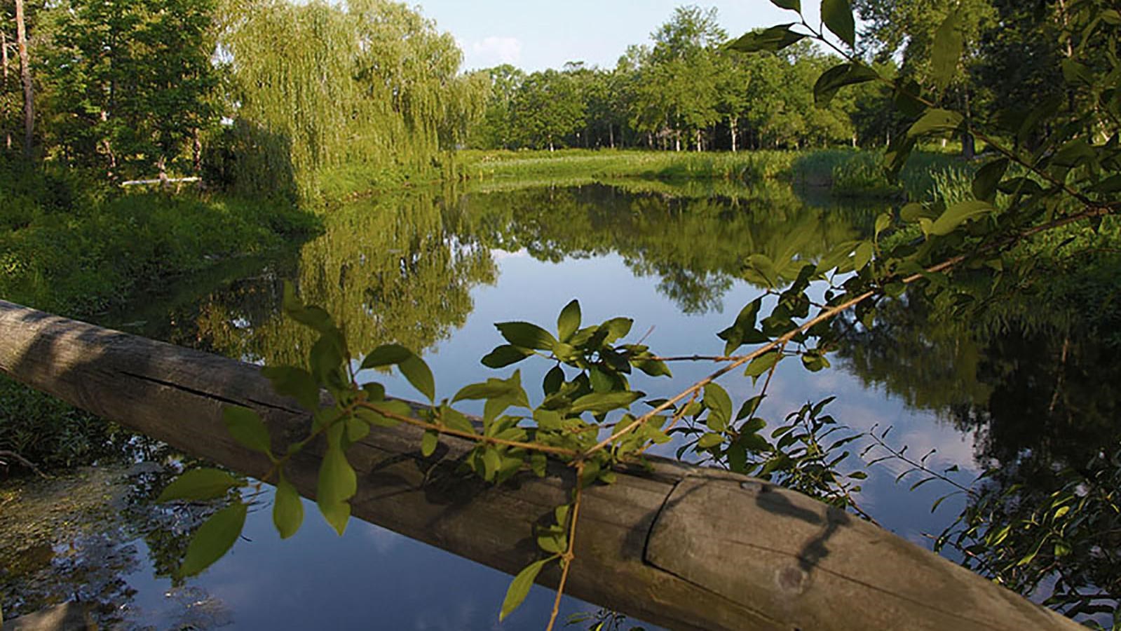 A view of a pond surrounded by lush greenery from the rustic wood railing of a bridge.