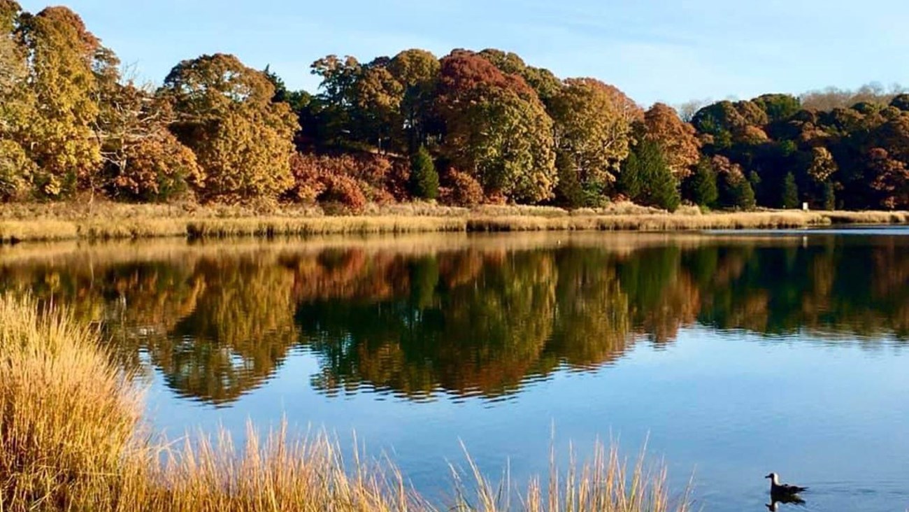 Trees and a trail surround Salt Pond in Eastham.
