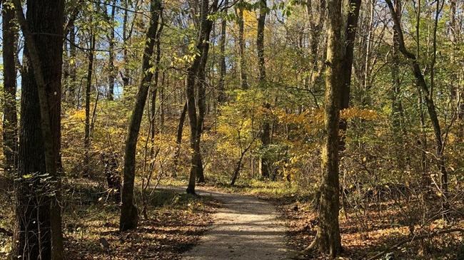 wooded trail 