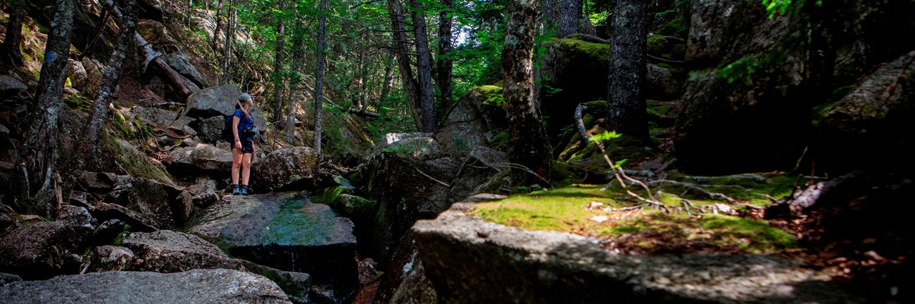Visitor stands on a rock along a forested trail