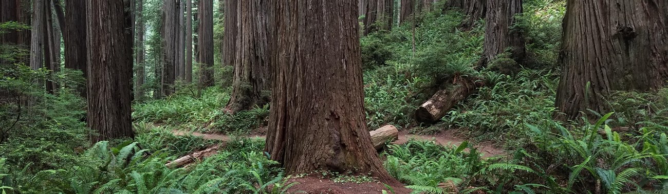 Boy Scout Tree Trail