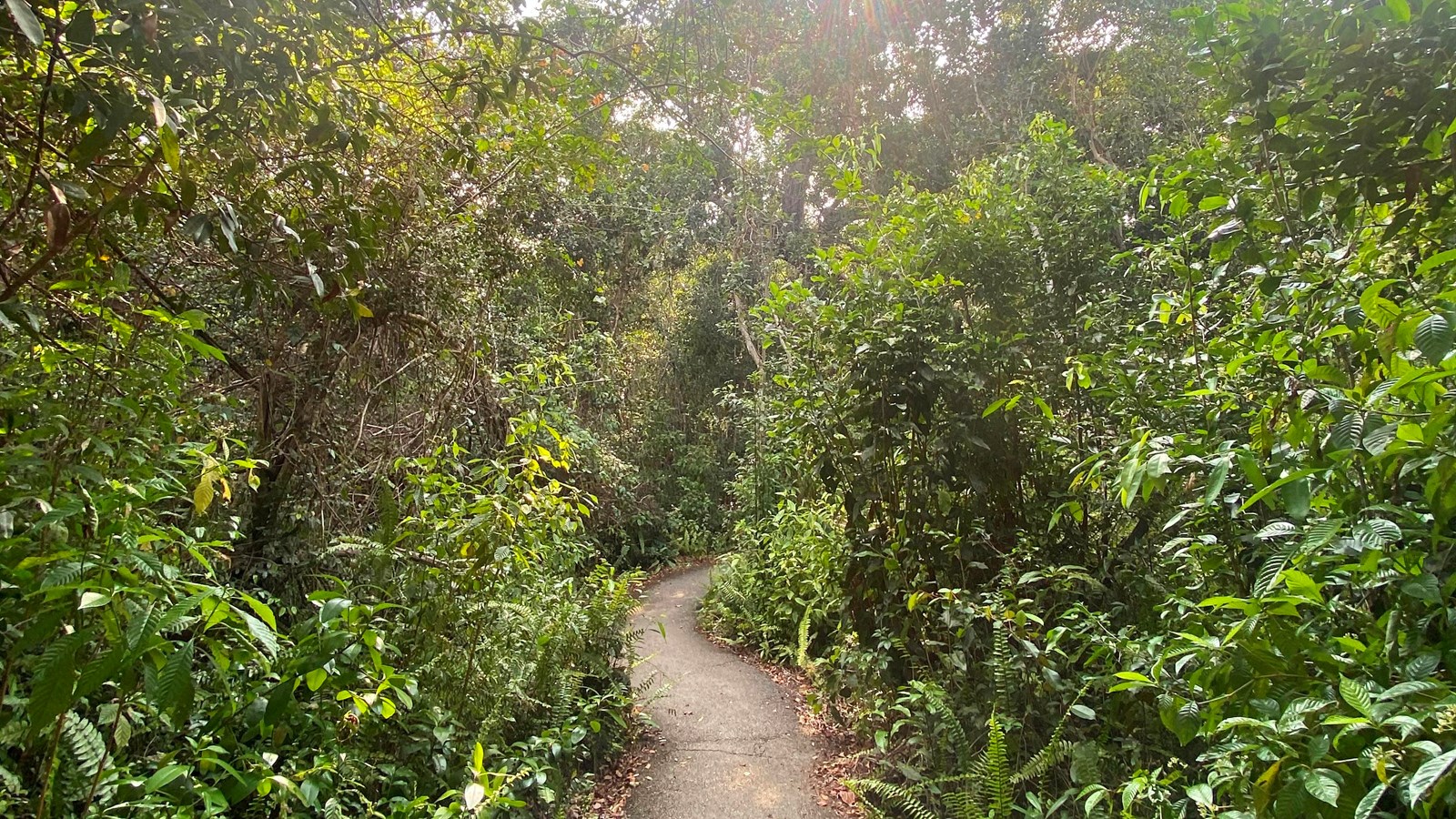 A paved path meanders through dense green vegetation with overhanging, leafy branches