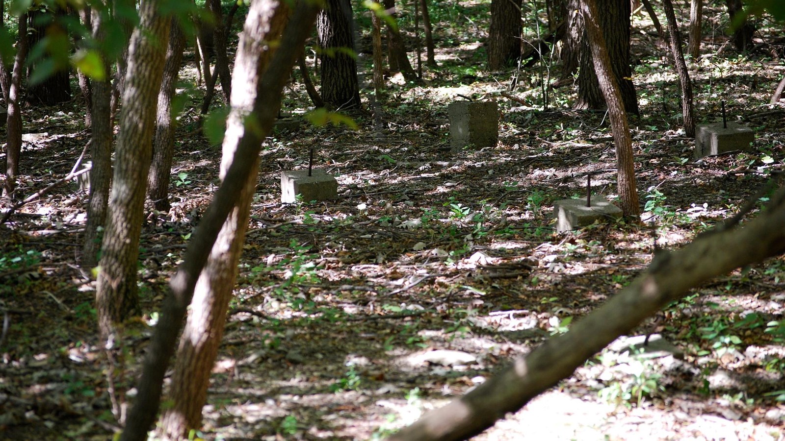 cement cubes with poles sticking out of them sitting on a path surrounded by trees.