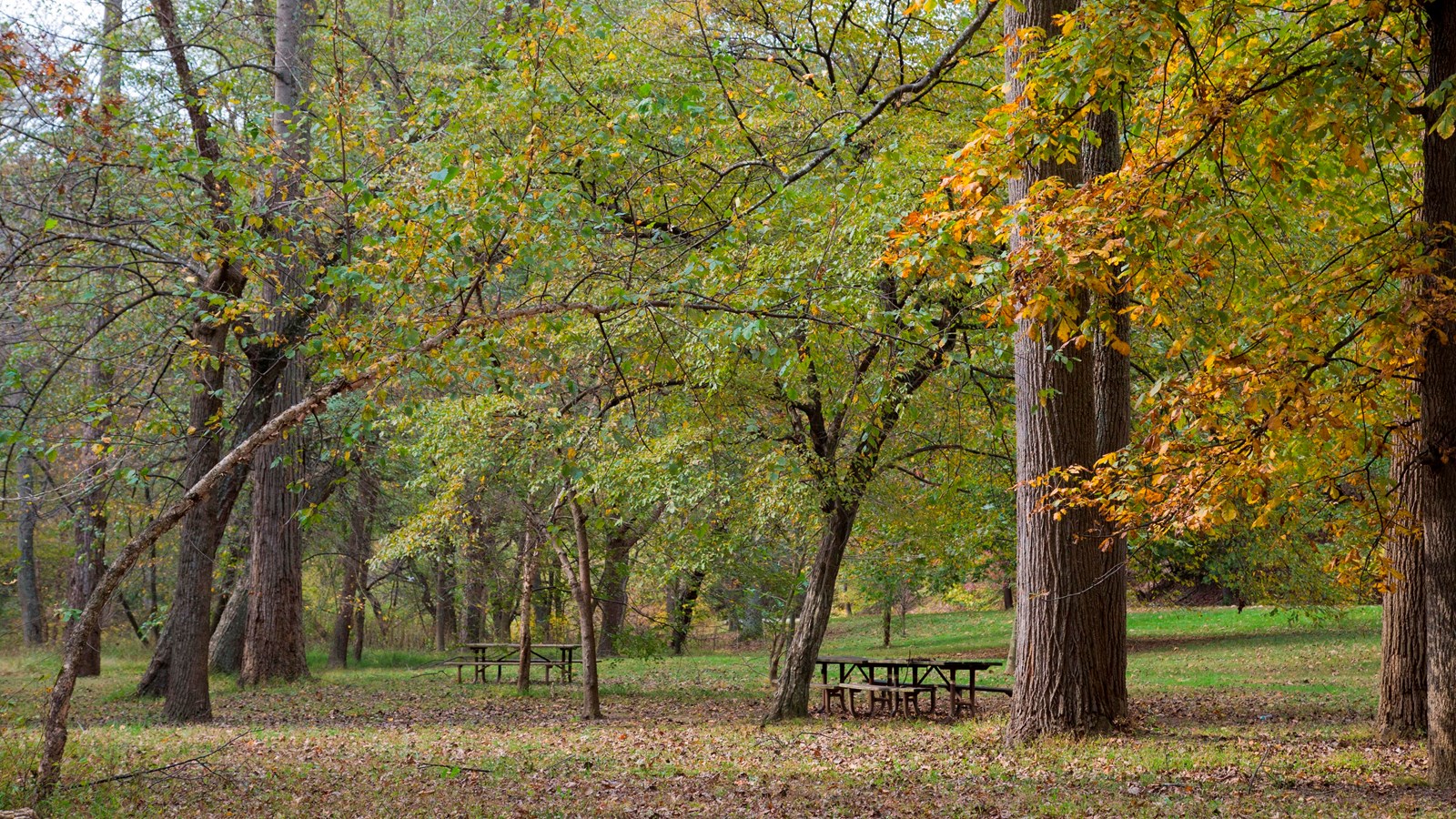 Tables beneath green leafy trees in a grassy space