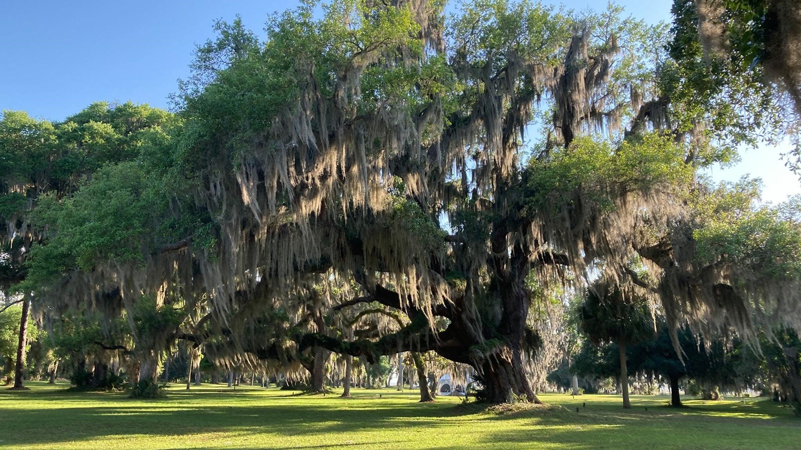 A larger live oak tree draped in Spanish moss with grassy are beneath and white canvas tent behind.
