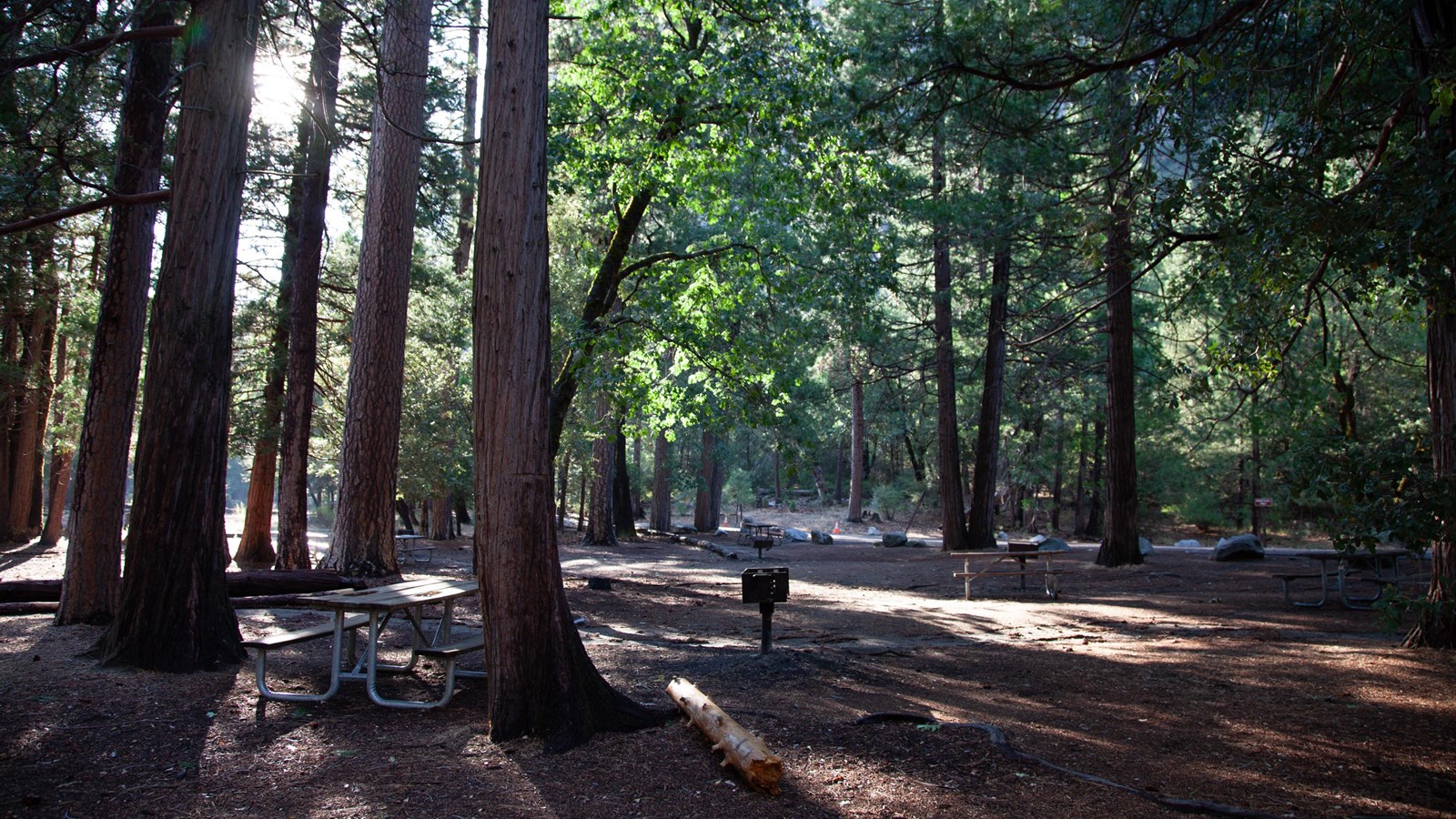 Several picnic tables scattered in the shade of tall trees