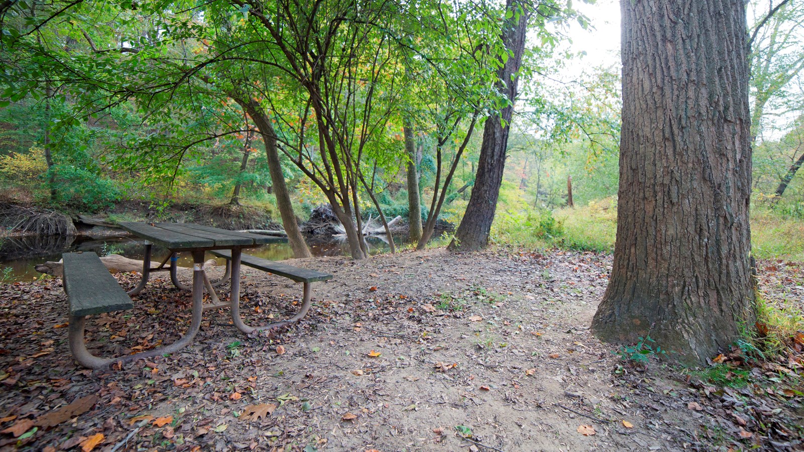 A picnic table beside a tree near the bank of Rock Creek