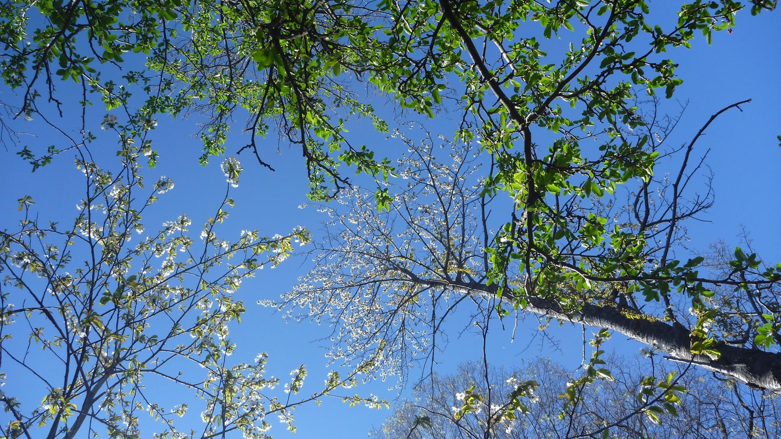 the tops of multiple trees with small white flowers and green leaves with a bright blue sky be