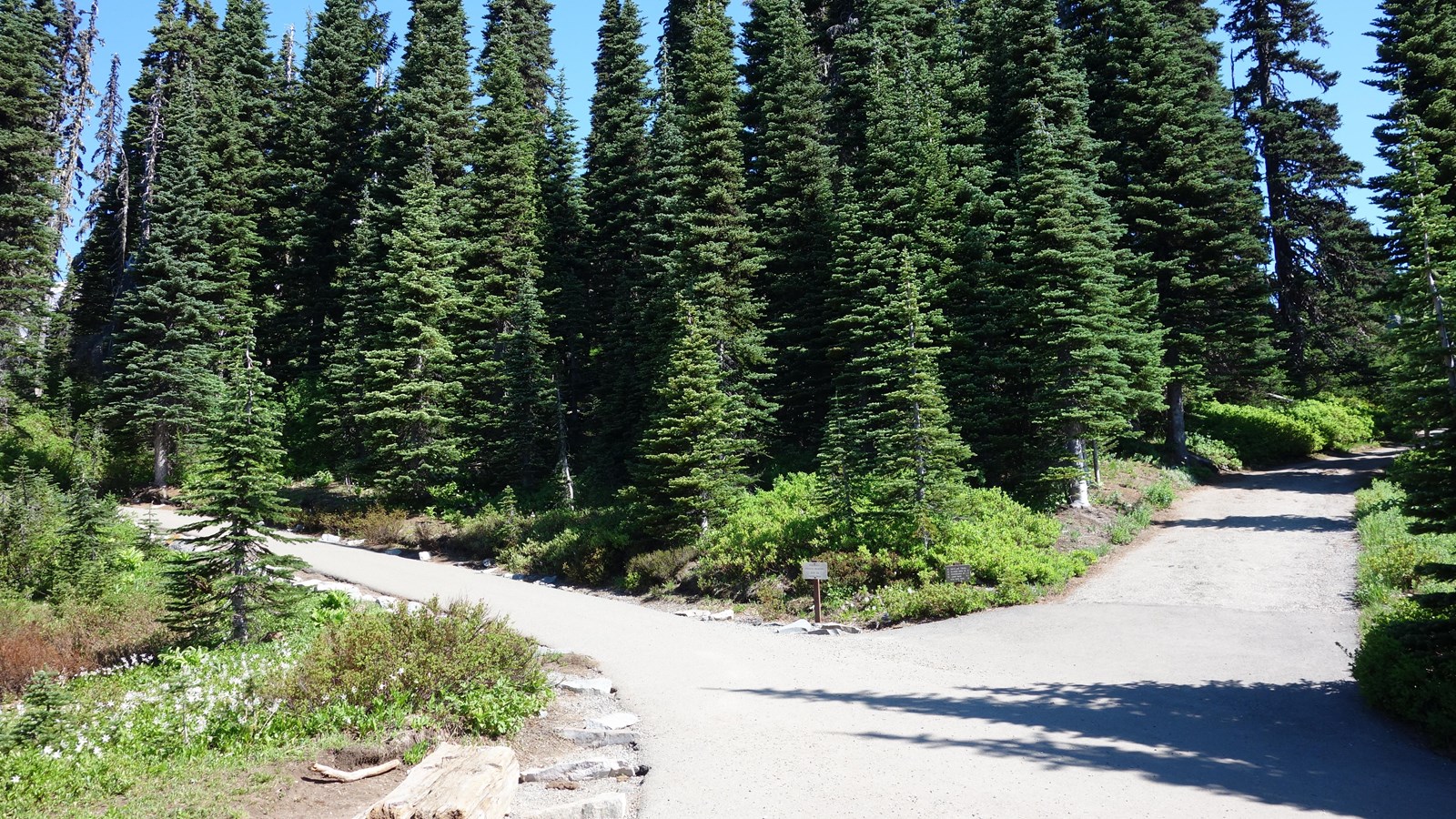 Intersection of two paved trails on a hillside framing a stand of subalpine fir trees. 