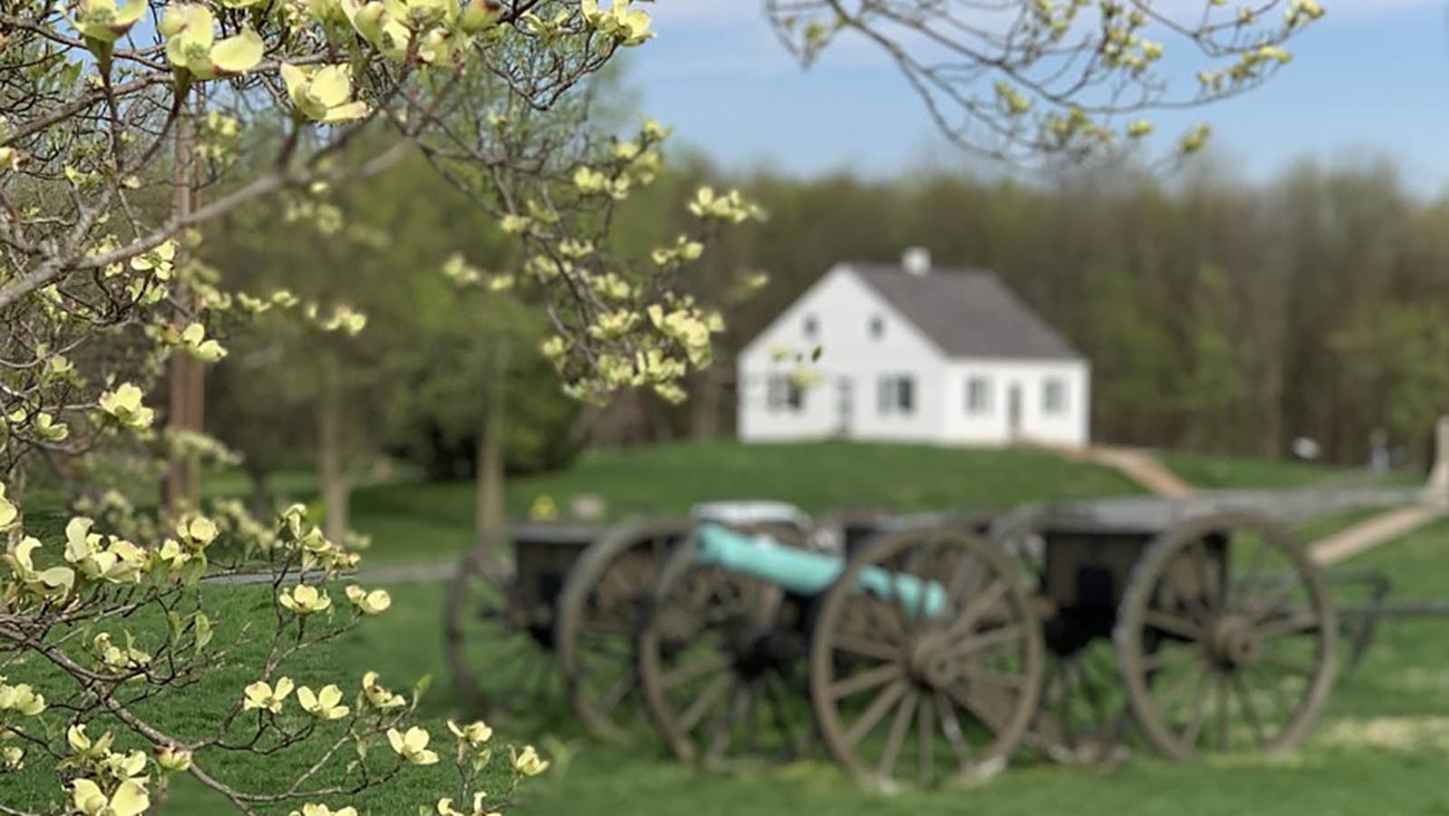 flowering tree with cannon and white building in the background