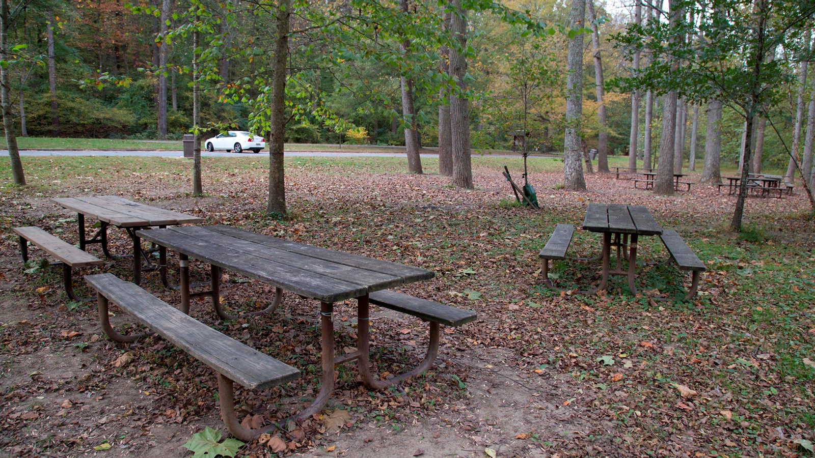 8 picnic tables are arranged beneath tall trees. Dead leaves coat the ground.