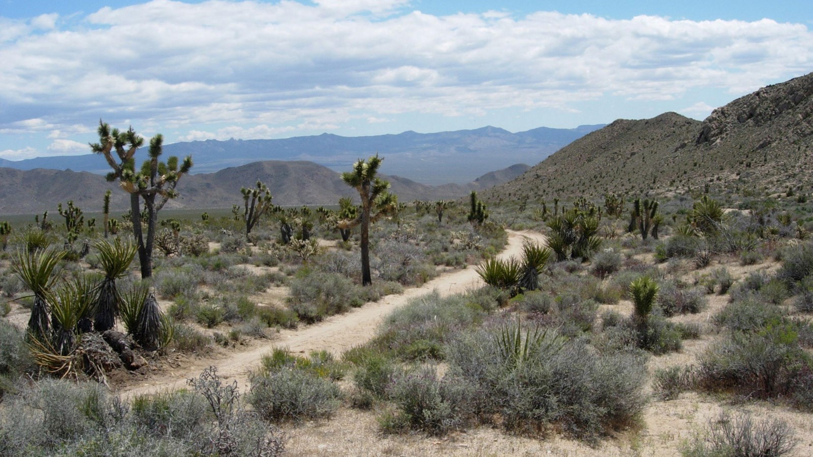 A dirt road winds through a forest of tall, spiny-looking trees, under a blue sky.
