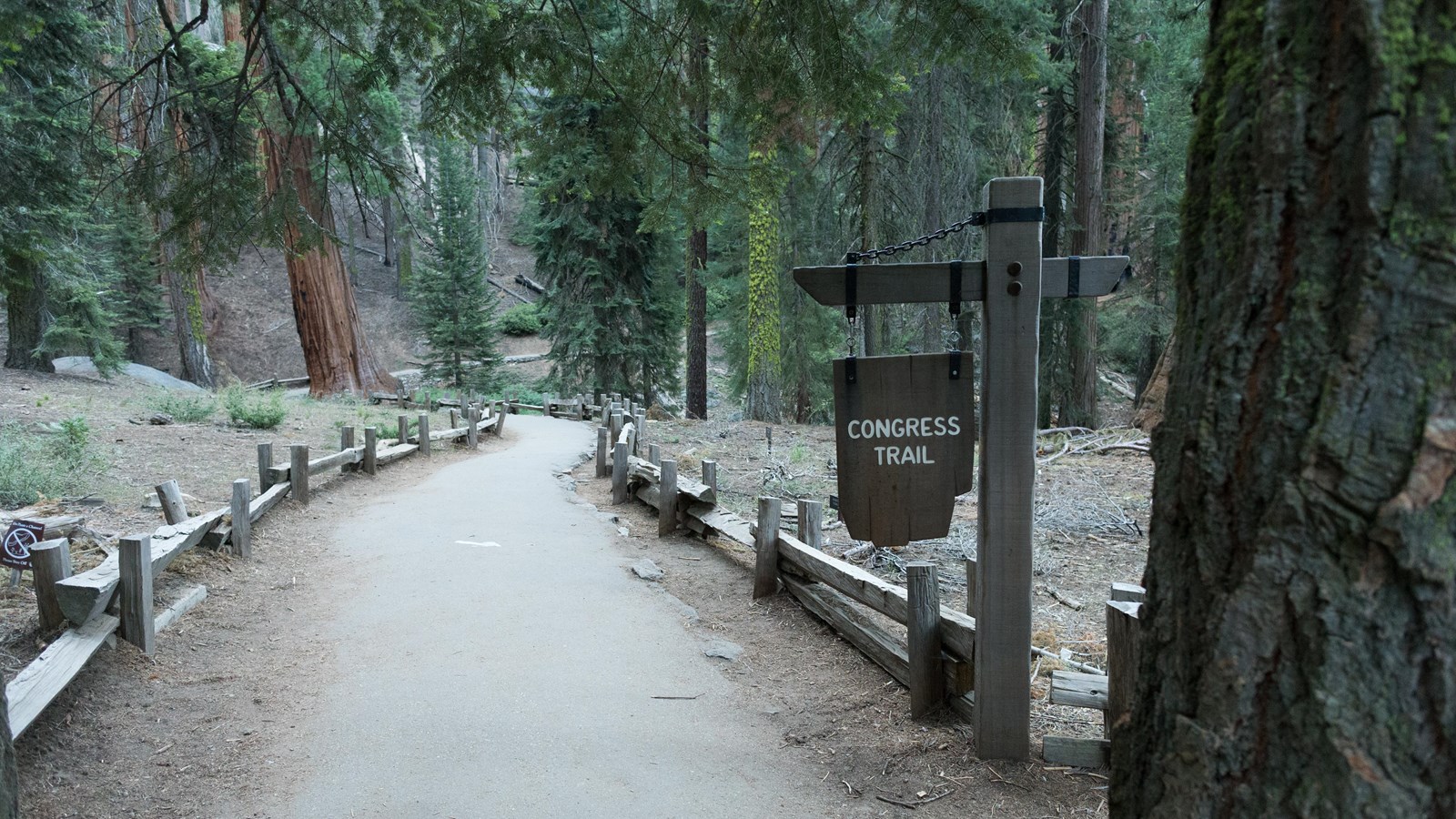 A paved path runs inbetween a wooden fence. On the other sides of the fence are giant sequoia trees
