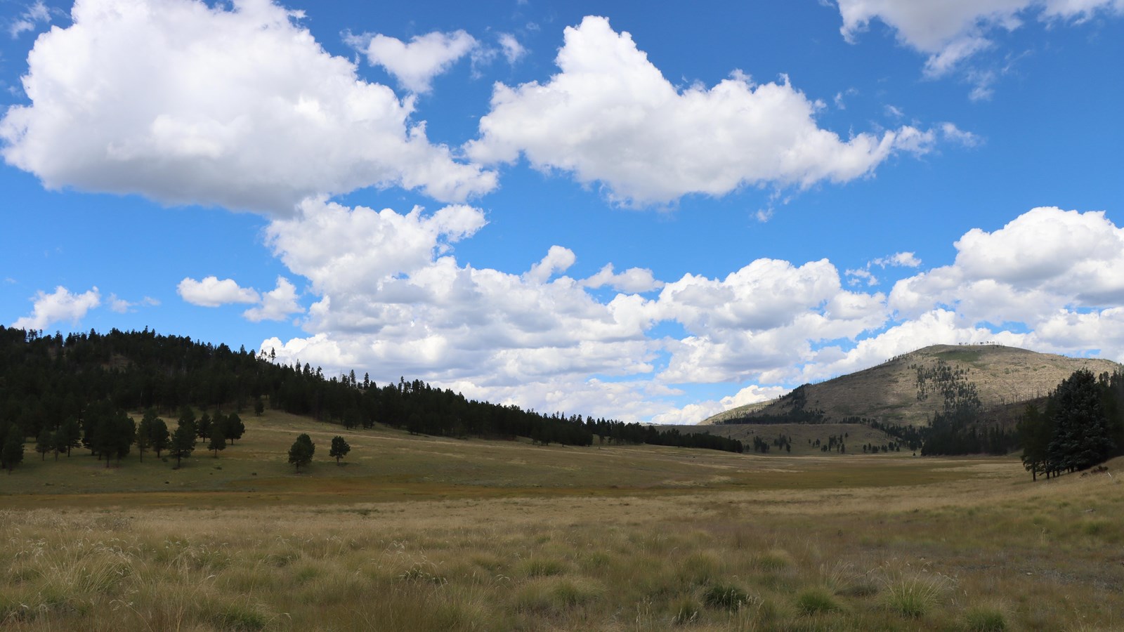 A grassy valley flanked by forested hillsides.