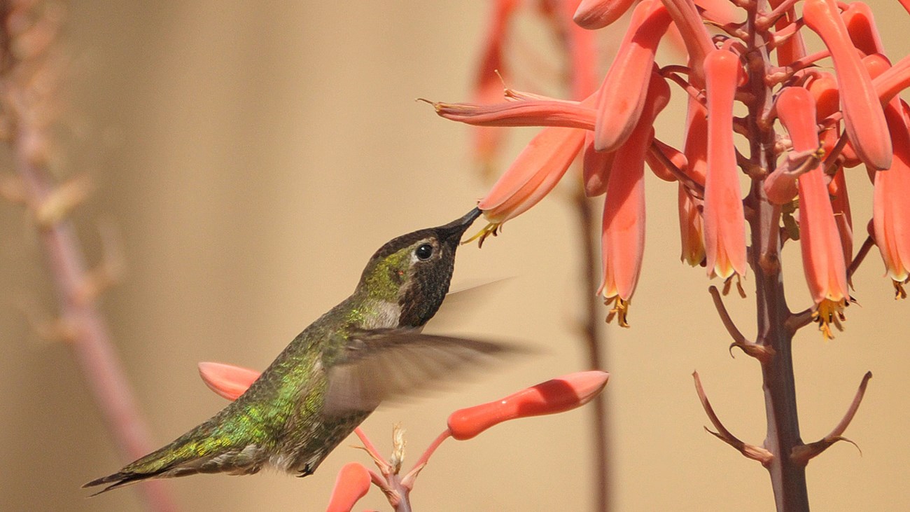 Green hummingbird feeding from a red flower.