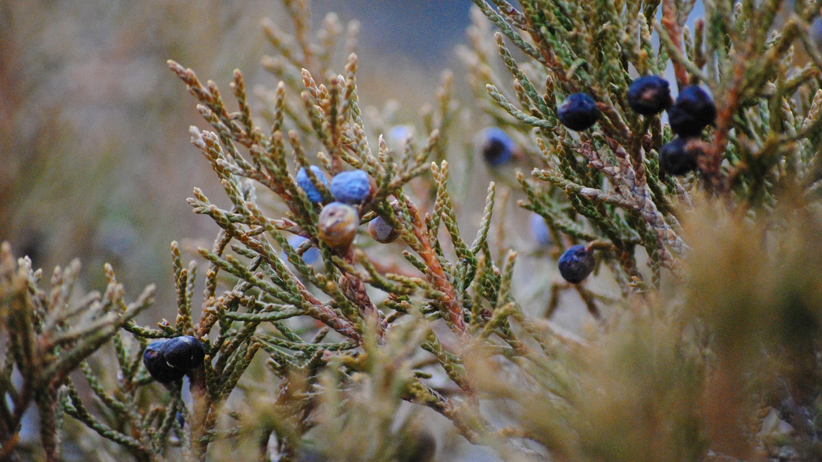 A branch with scale-like needles, and small blue fruit