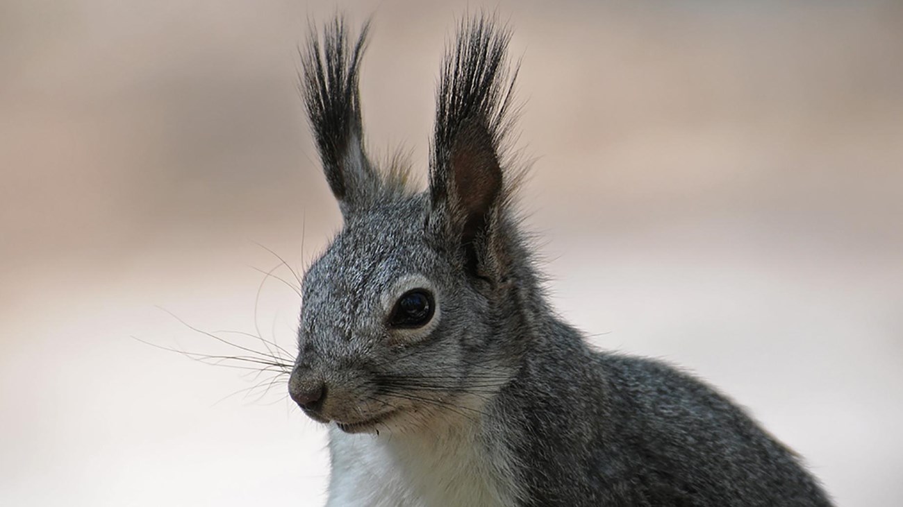 a large gray squirrel with a white belly and big ears with tassels