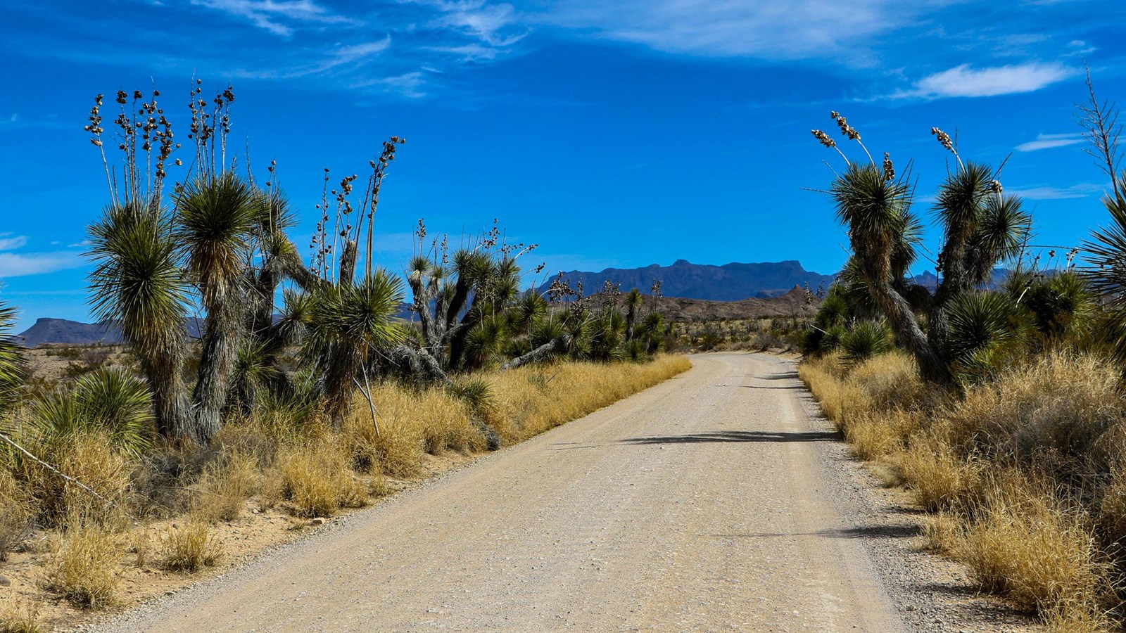 View of yuccas and the Chisos Mountains from the Old Maverick Road.