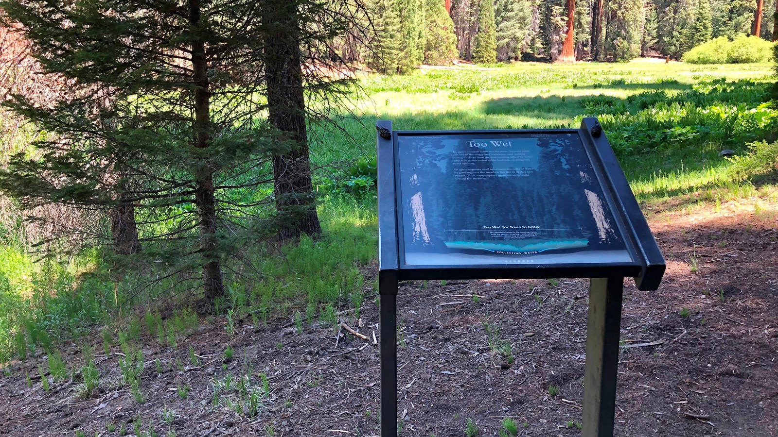 An metal exhibit sign is found along the edge of a meadow, to the right of three trees.
