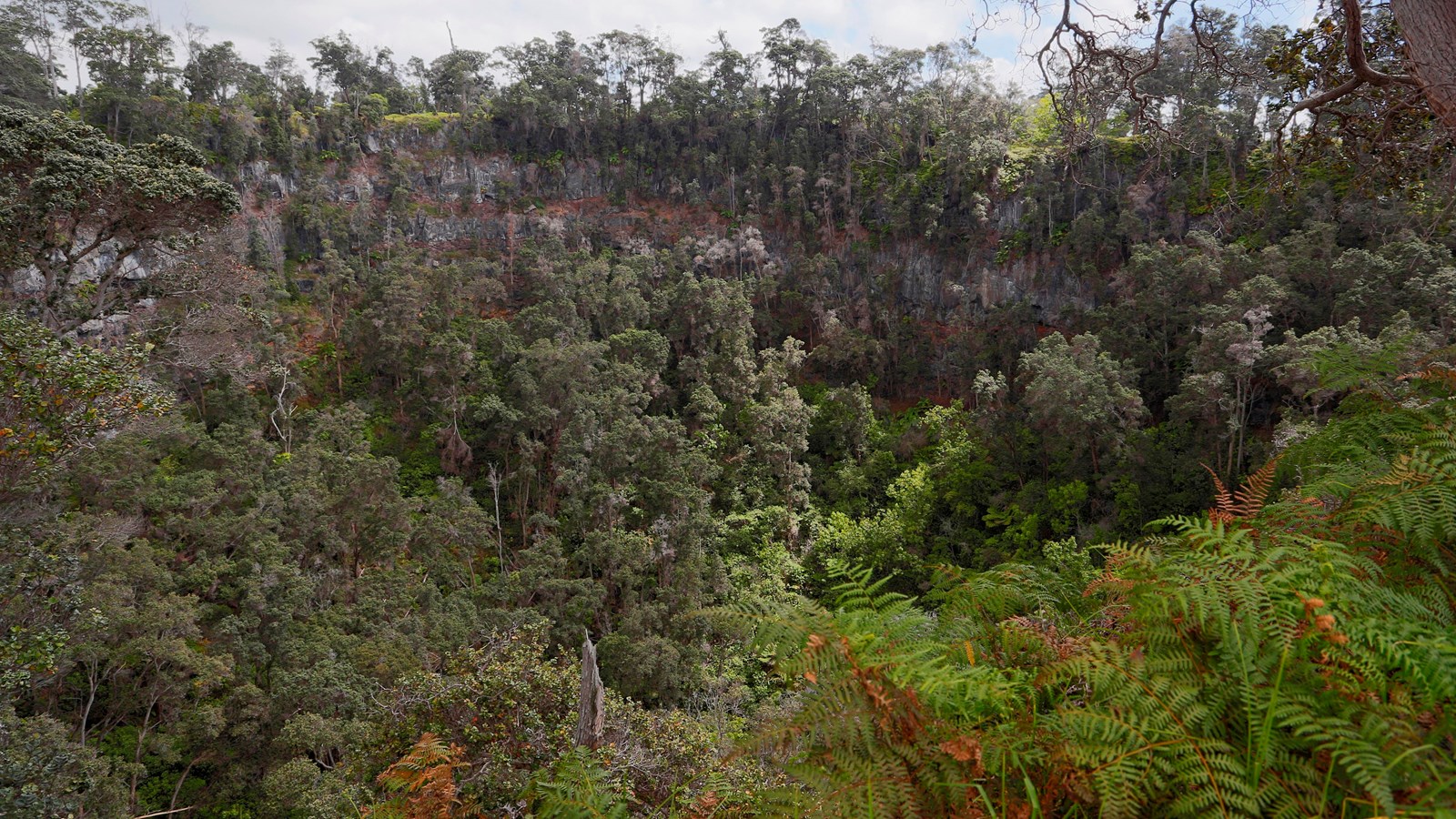 A steep pit crater filled with Hawaiian trees, ferns, and other plants