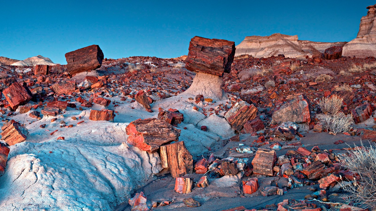 Petrified wood filling a badland surrounded valley at Jasper Forest