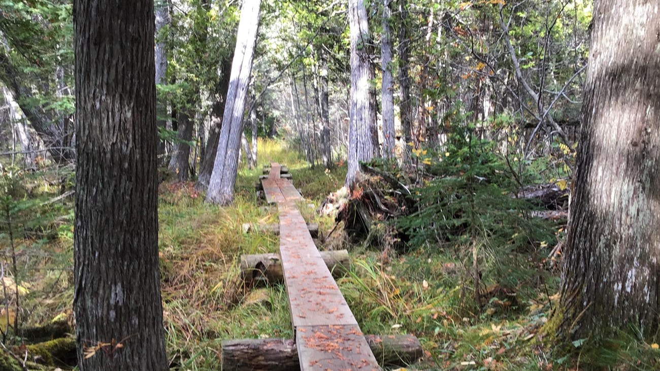 A wooden boardwalk a part of the trail goes through a forest with small plants on the ground. 