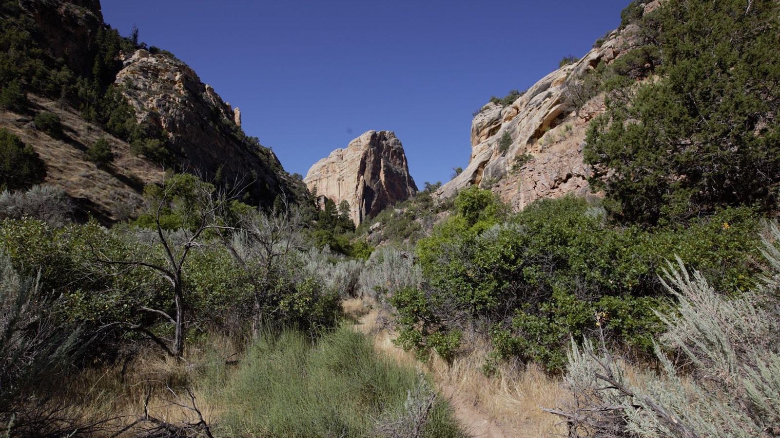 A small dirt trail winding through desert trees and shrubs towards a large sandstone bluff.