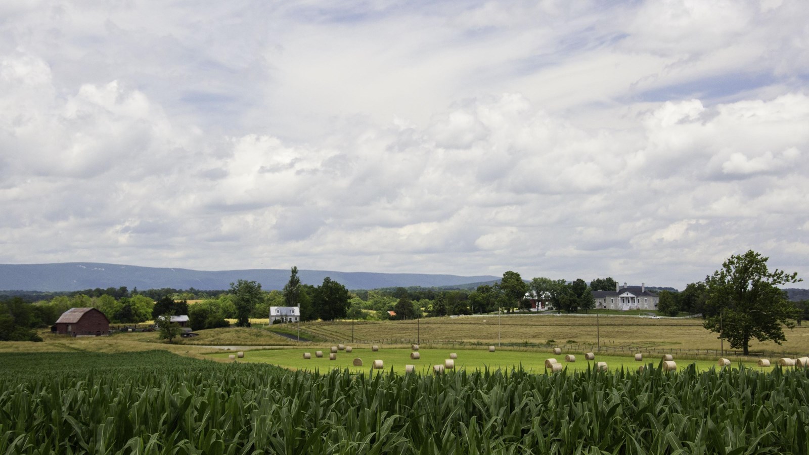Tall green corn and round hay bales sprawl across historic plantation fields.