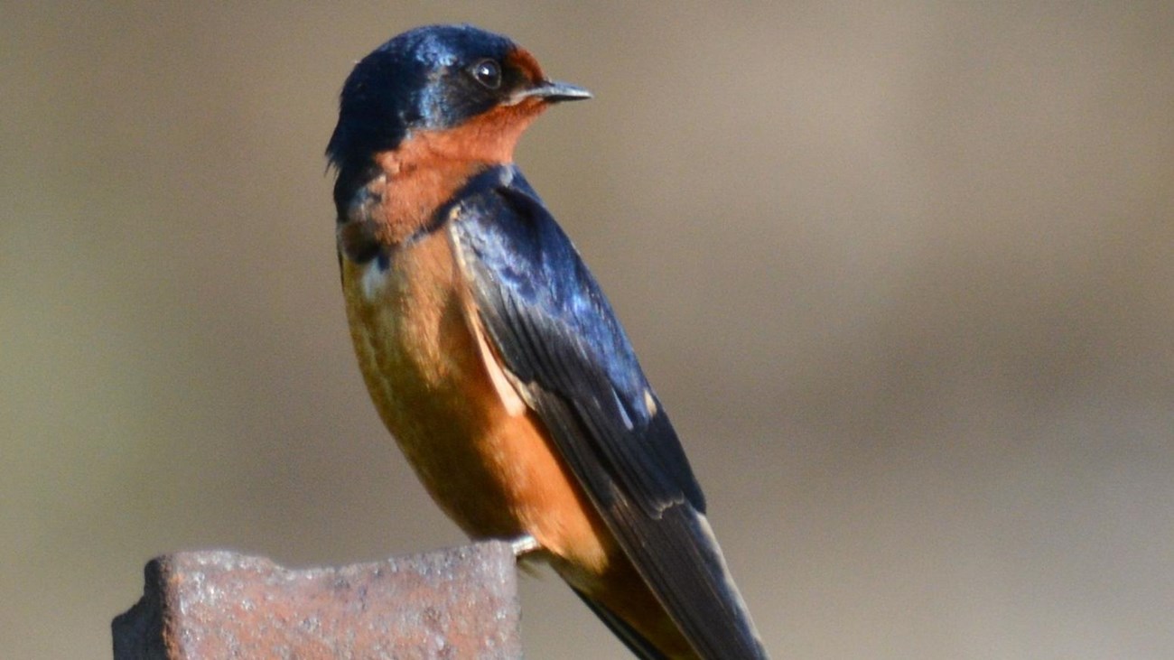 a small dark blue bird with bright orange stomach