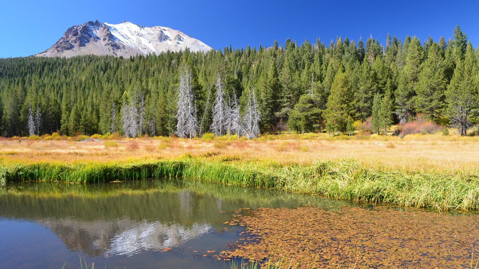 Fall colors in a meadow beneath a snow-dusted volcanic peak. Orange leaves float in a pool of water 